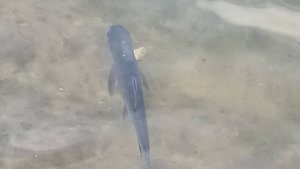 ОПЯТЬ ПОЙМАЛ РЫБКУ