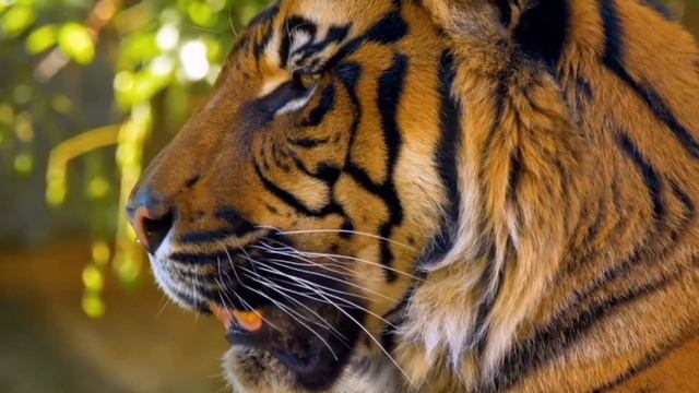 The concept of wildlife is the incredible beauty of African wild animals in real life Sumon Khalu смотреть онлайн