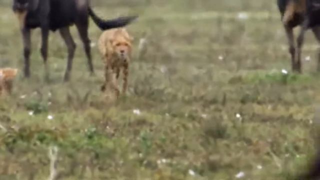 Brave Wildebeests Knock Down Herd Cheetah to Run Away   WARTHOG ELEPHANT vs LEOPARD