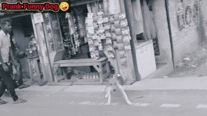 how to real dog fack tiger prank || real dog fack tiger prank || fake tiger vs real dog prank,