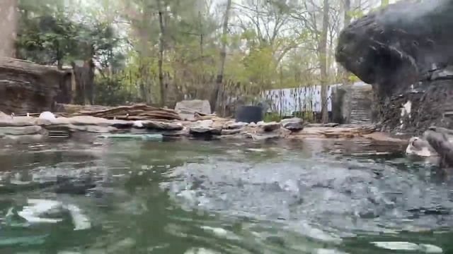 Home Safari - River Otters - Cincinnati Zoo смотреть онлайн