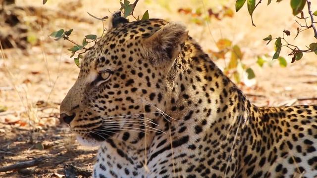 Sefapane Lodges and Safaris Main lodge showcase смотреть онлайн