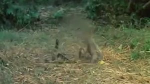Brave Monkey Vs Snake King Cobra , Lizard Real Fight Compilation Big Battle In The Desert