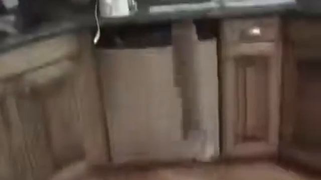 Как отучить кота от стола! Смешное видео с животными