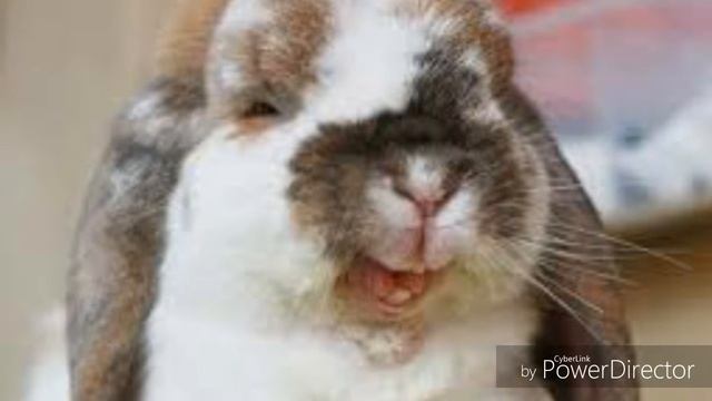 Funny bunny biz смотреть онлайн