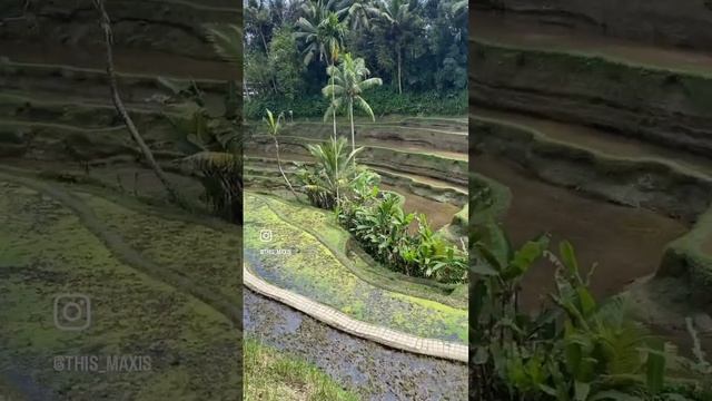 Tegallalang Rice terrace Ubud Bali Тегалаланг рисовые террасы Рисовые террасы Рисовые поля