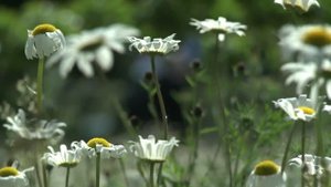 Introduction to Glyndebourne - The Place