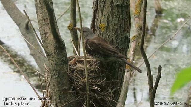 Дрозды-рябинники растят птенцов, 3-й день после вылупления. Fieldfares with the chicks. смотреть онлайн