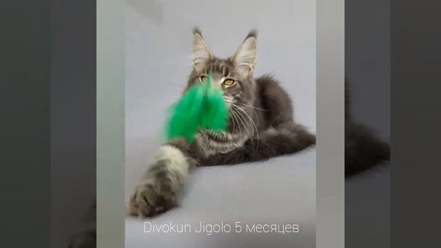 Жиголо Divokun Jigolo 5 месяцев. Голубой мраморный мейн-кун.