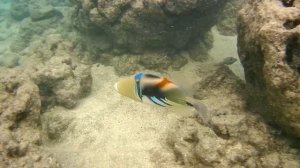 Humuhumunukunukuapua'a (Picasso triggerfish) in Hawaii - Akaso Brave 4 video sample!