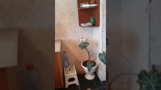 №1194. (3) Кухня. Для киносъёмок 3-х комнатная квартира в Москве, 78 м2. Аренда: +7 (916) 116-25-07 смотреть онлайн