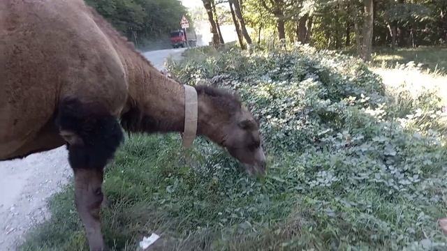 Сочи ! Верблюд! смотреть онлайн