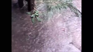 Гроза Потоп Котята тонут.❤