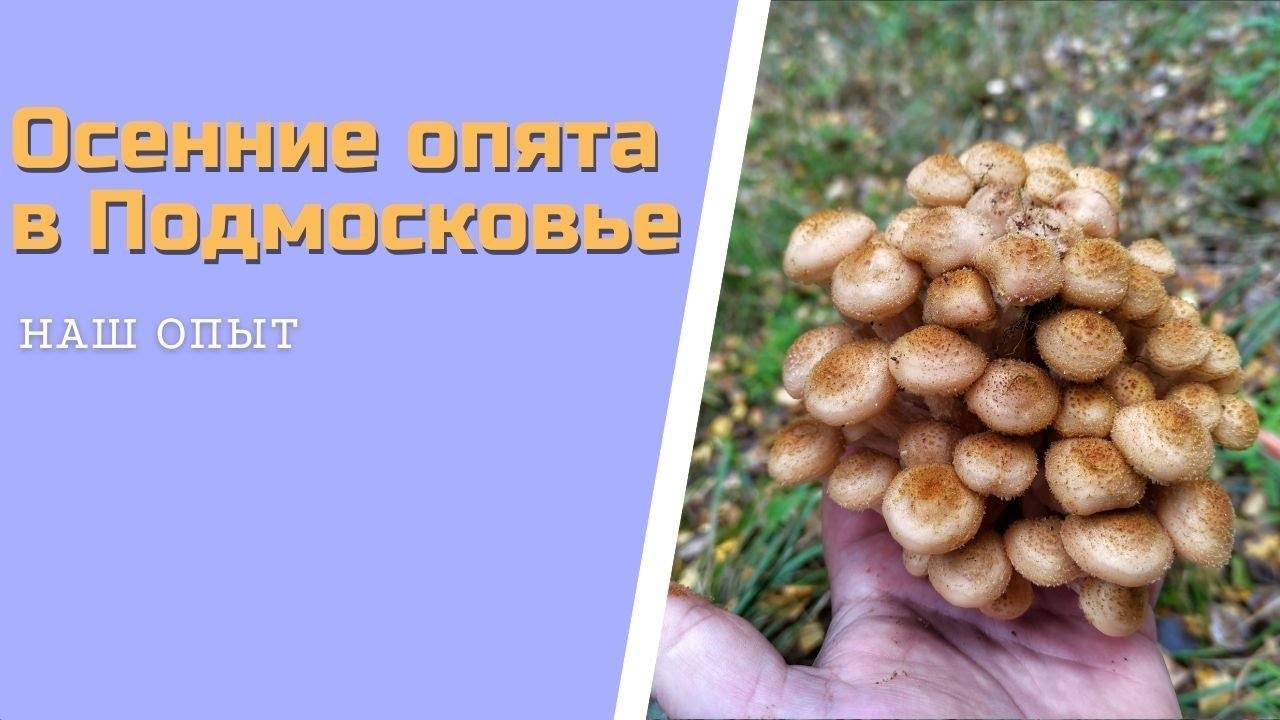 Осенние опята сейчас в Подмосковье сентябрь 2021