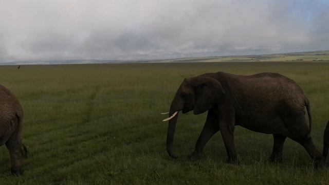 SAFARI IN MASAI MARA KENYA| African wildlife смотреть онлайн