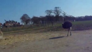 Two Humped Bactrian Camels in Knowsley Safari Park