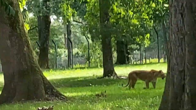 വന്യ മൃഗങ്ങൾ UK റോഡിൽ !!!!! Wild animal on the road - zoological park / Safari park/ adventure park