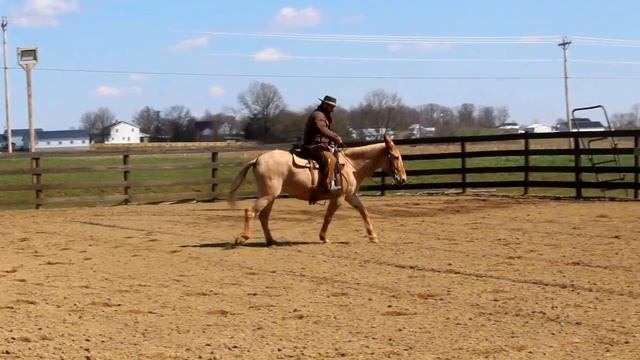 Lot 30, Buttermilk, offered by Lost Mule Co. at Chrome in the Canyon Mule Sale 2024 смотреть онлайн