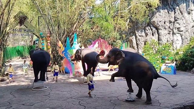 Day 4 l Safari World l Bangkok Safari World l Thailand fourth day l Evening outing l смотреть онлайн