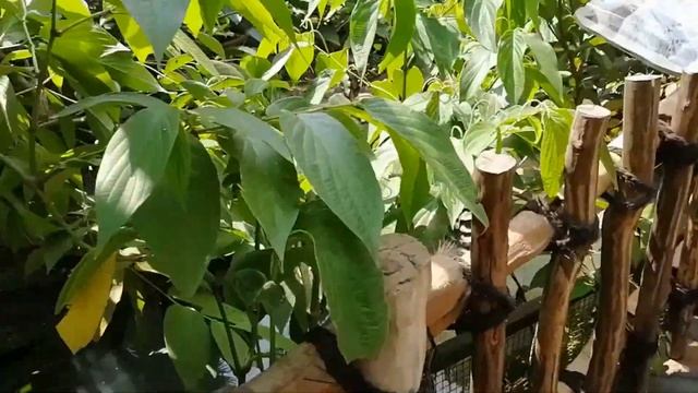 Nabiel Aqila Trip to Royal Safari Garden смотреть онлайн