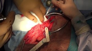 Особенности TPLO у крупных пород собак