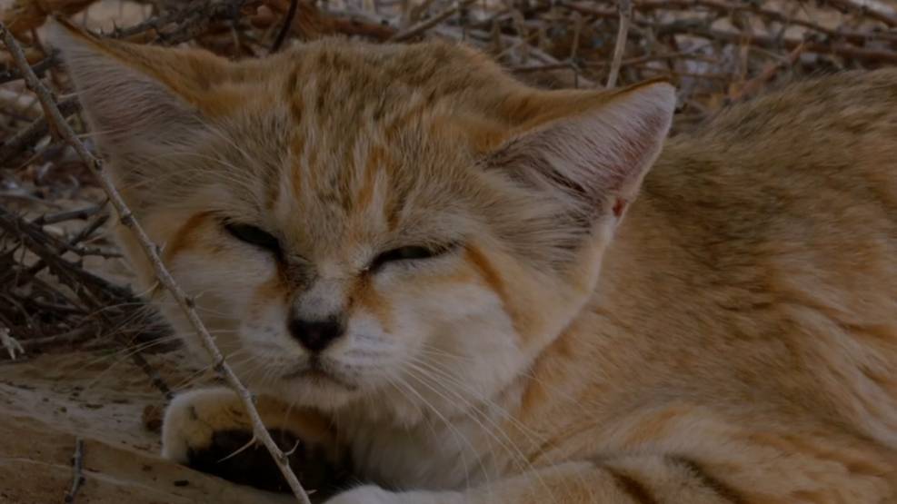 Прекрасные животные пустыни 5. Барханная кошка смотреть онлайн