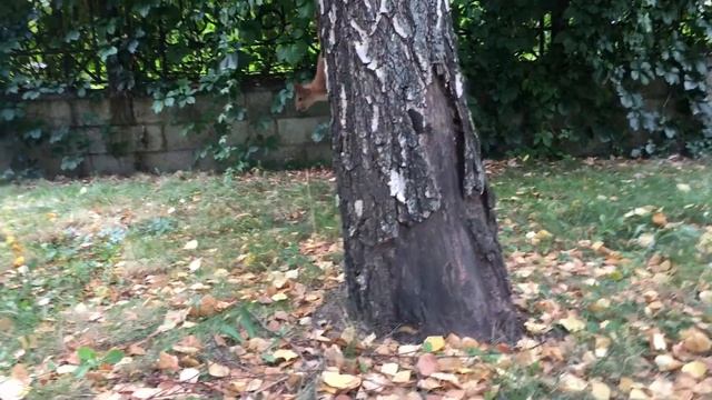 Алматы. Белки нашего городка.