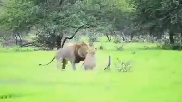 Wildlife Micro Dairies - Lions Mating In The Rain. смотреть онлайн