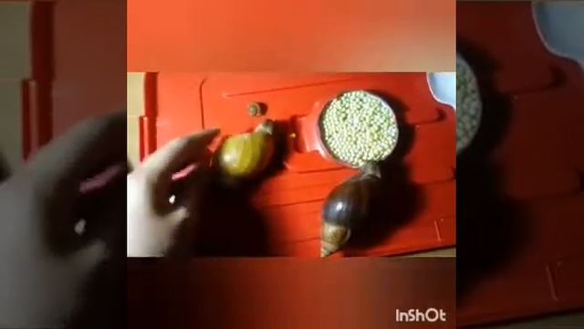 Родители улитят.Улитка снова отложила кладку.😱😱😱 смотреть онлайн