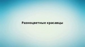 Разноцветные красавцы