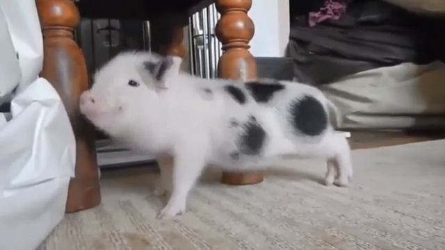 Дверь в аниме || Лучшие ПРИКОЛЫ 2018 #1 смотреть онлайн