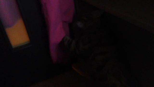 Кот пытается открыть дверь смотреть онлайн