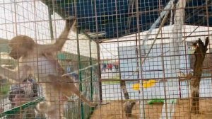 Pygmy zoo Ajman | Uae Pygmy zoo,Ajman | Animal park in Ajman , UAE