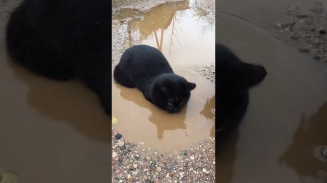 Черный кот принимает грязевую ванну. The black cat takes a mud bath. 黑貓洗個泥巴。 смотреть онлайн