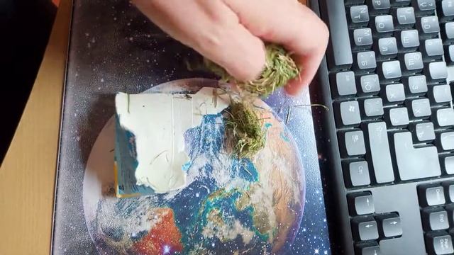 CROWS, thanked me for feeding them and brought me a very beautiful gift at the door😍🎁🐦 смотреть онлайн