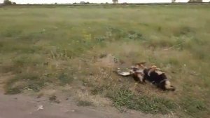 Прогулка с собакой