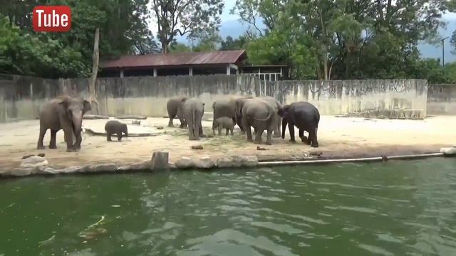 The Best | Zoo Taiping & Night Safari Perak Malaysia | Full Video смотреть онлайн
