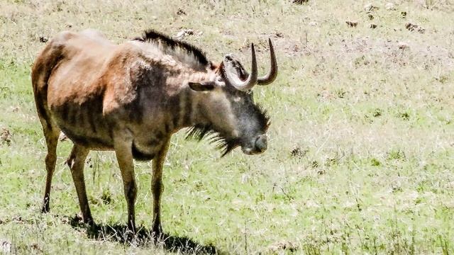 Kruger Park Safari смотреть онлайн