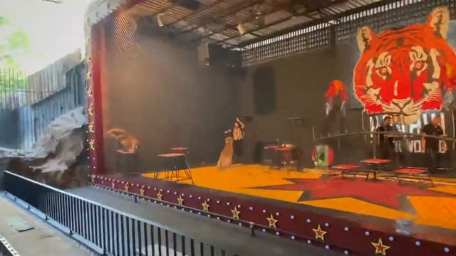 Tiger world. Huahin Safari, Thailand смотреть онлайн