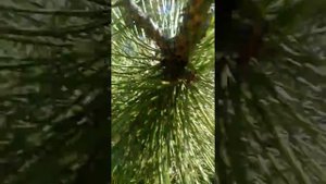 Нашествие богомолов