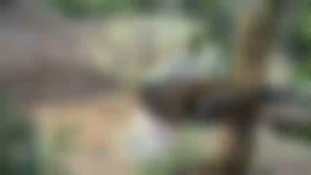 Wild animals for kids to learn | Educational video | Talking flash cards смотреть онлайн