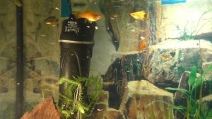 Рыбки собираются на завтрак в аквариуме на 150 литров