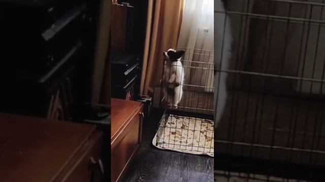 Питомник Русский Бриллиант