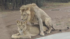 Lions Mating | Lions Reproduction | Lions Mating in Front of Safari Vehicle | Lions Love Time | Lio