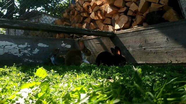 Rabbit 🐰 and bani play смотреть онлайн