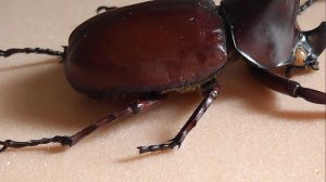 ИЗ МИРА: 88. Xylotrupes gideon