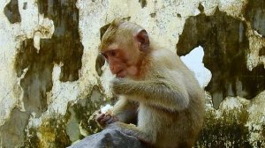 Leo baby asks for eating food from Libby mom very brave, Leo is clever active much with Libby mummy