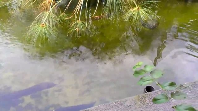 Singapore's River Safari video 14 - Silver Arowanas смотреть онлайн