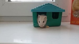 Мой хомяк стоит ли заводить хомяка как ухаживать