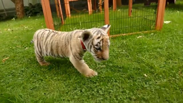 A Tiger in the House!? I Brave Tigers смотреть онлайн